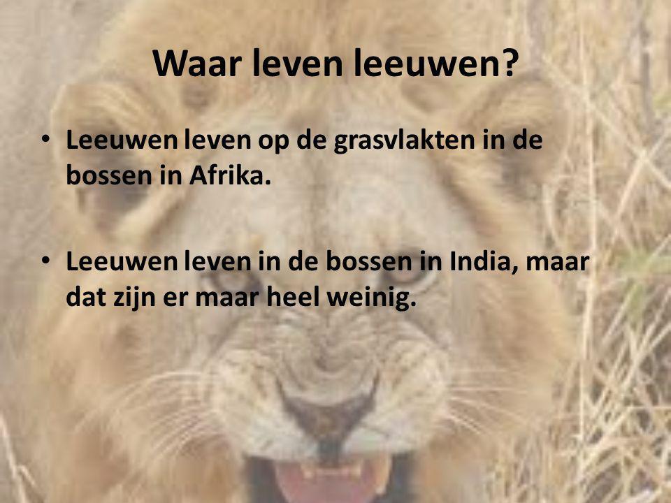 Waar leven leeuwen. Leeuwen leven op de grasvlakten in de bossen in Afrika.