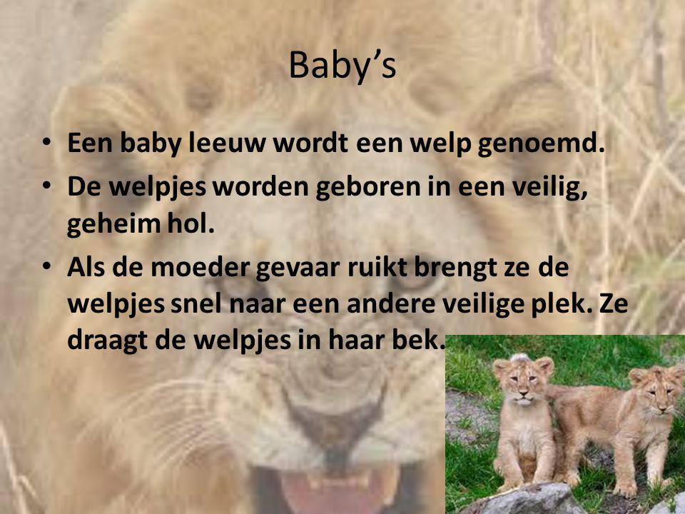 Baby’s Een baby leeuw wordt een welp genoemd.