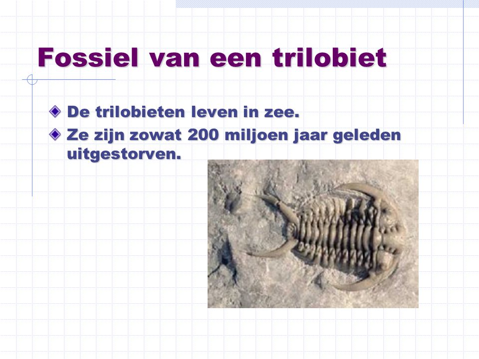 Fossiel van een trilobiet