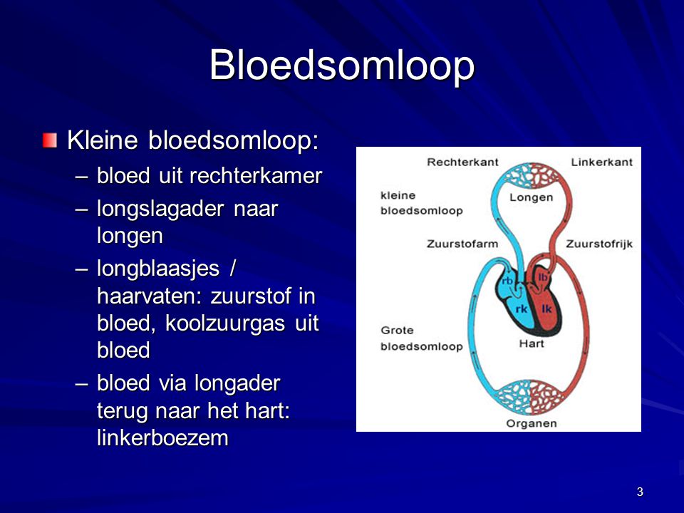 Bloedsomloop Kleine bloedsomloop: bloed uit rechterkamer