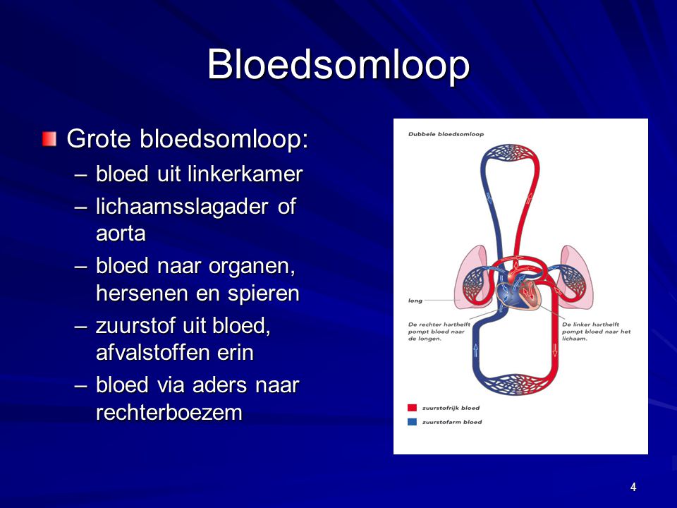 Bloedsomloop Grote bloedsomloop: bloed uit linkerkamer