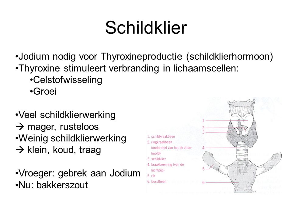 Schildklier Jodium nodig voor Thyroxineproductie (schildklierhormoon)