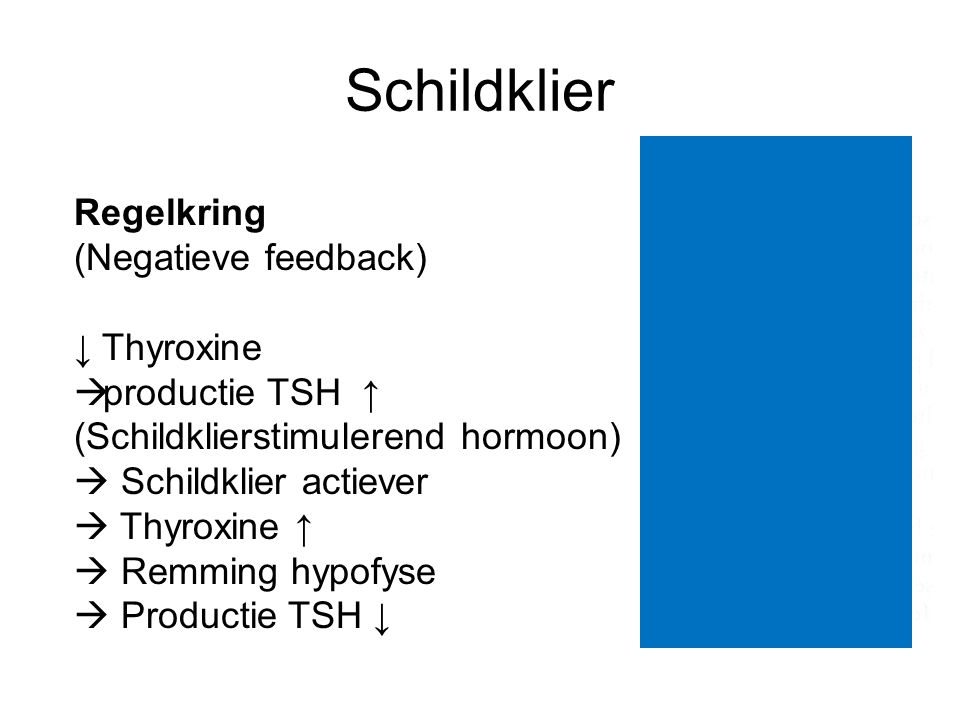 Schildklier Regelkring (Negatieve feedback) ↓ Thyroxine