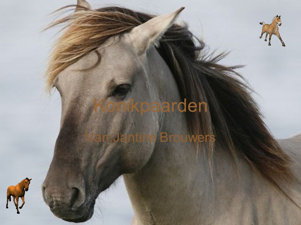 Konikpaarden Van:Jantine Brouwers