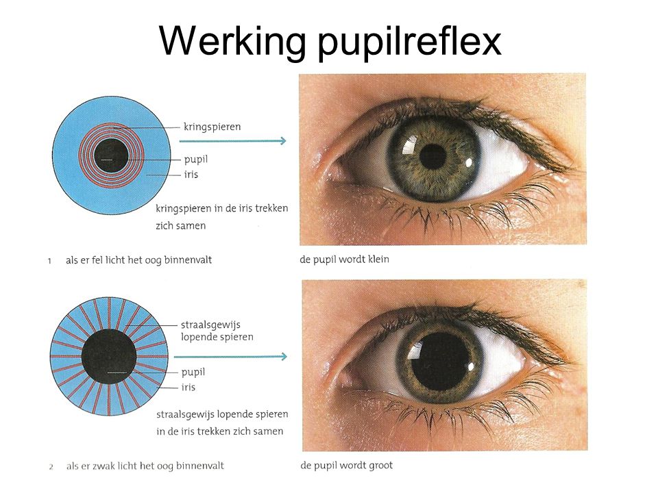 Werking pupilreflex