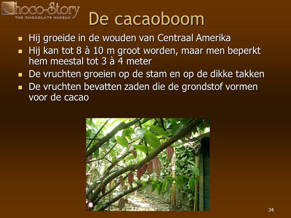 De cacaoboom Hij groeide in de wouden van Centraal Amerika