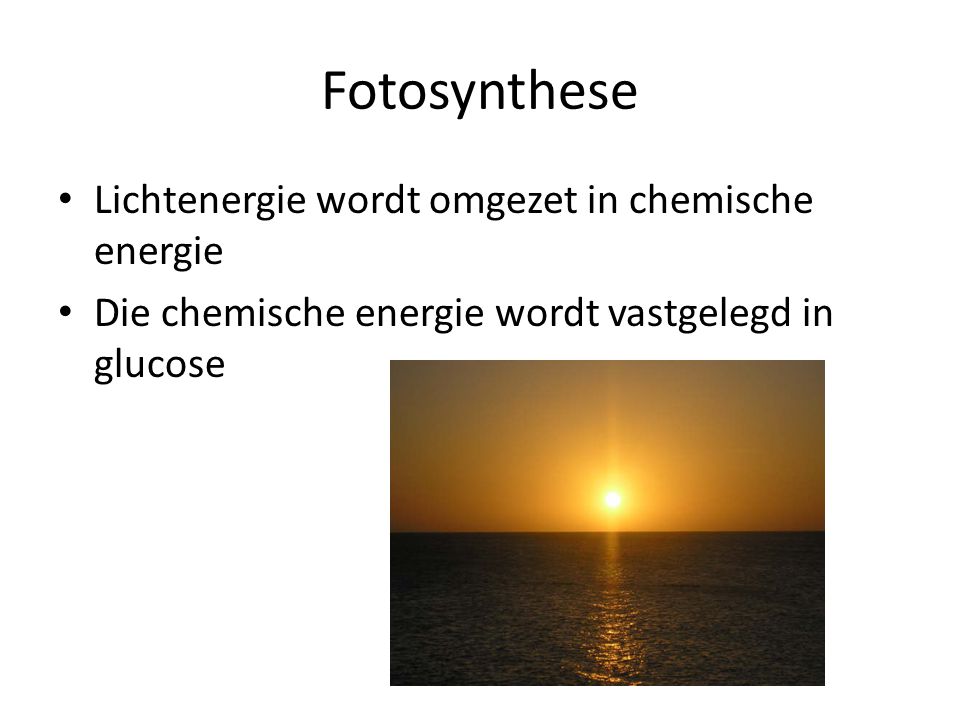 Fotosynthese Lichtenergie wordt omgezet in chemische energie