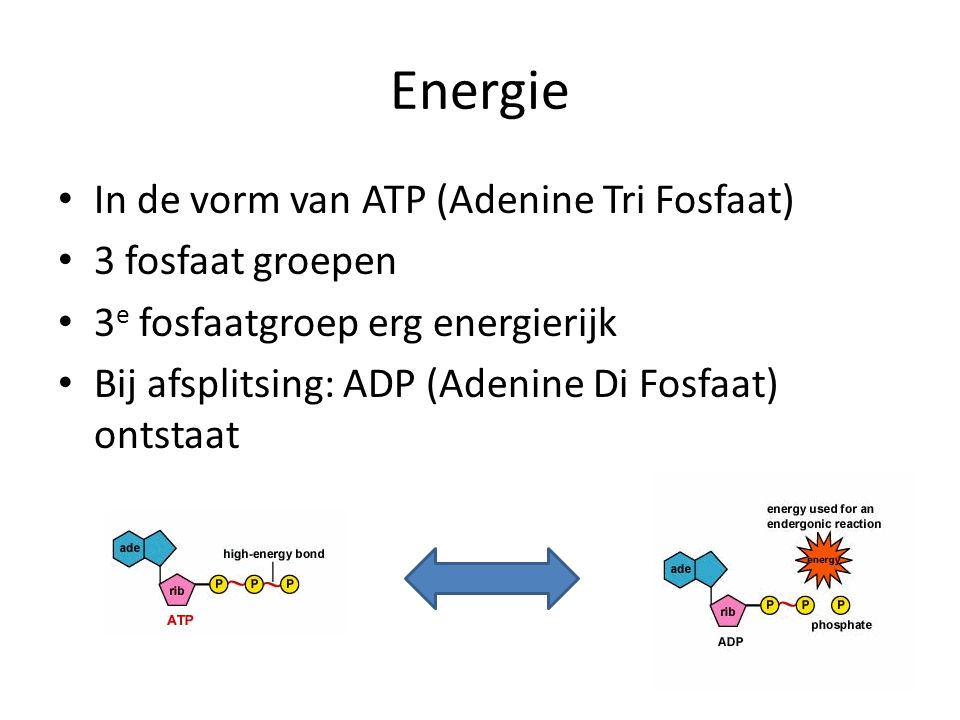 Energie In de vorm van ATP (Adenine Tri Fosfaat) 3 fosfaat groepen