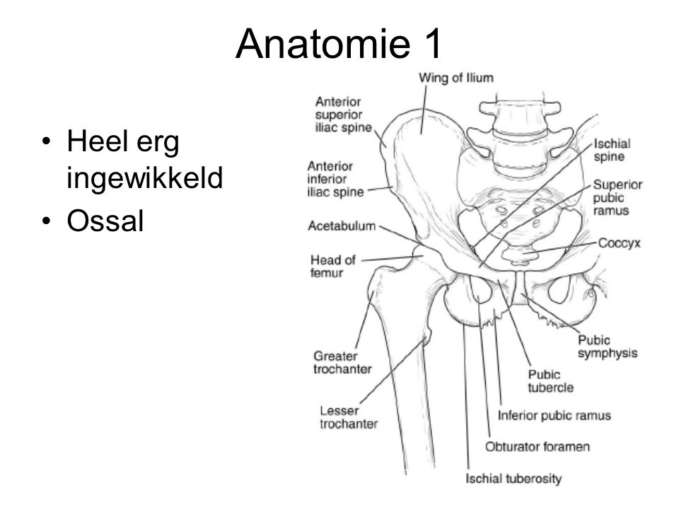 Anatomie 1 Heel erg ingewikkeld Ossal