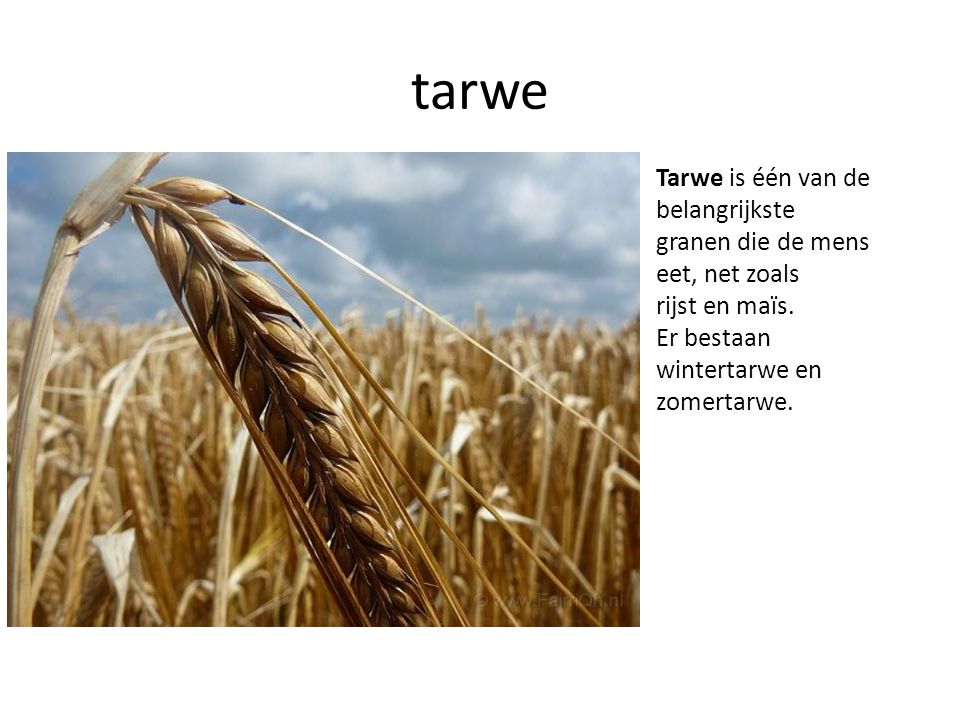 tarwe Tarwe is één van de belangrijkste granen die de mens eet, net zoals rijst en maïs.
