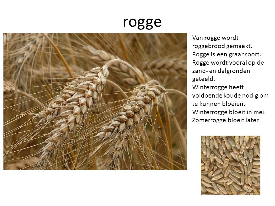 rogge Van rogge wordt roggebrood gemaakt. Rogge is een graansoort.
