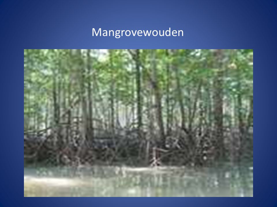 Mangrovewouden