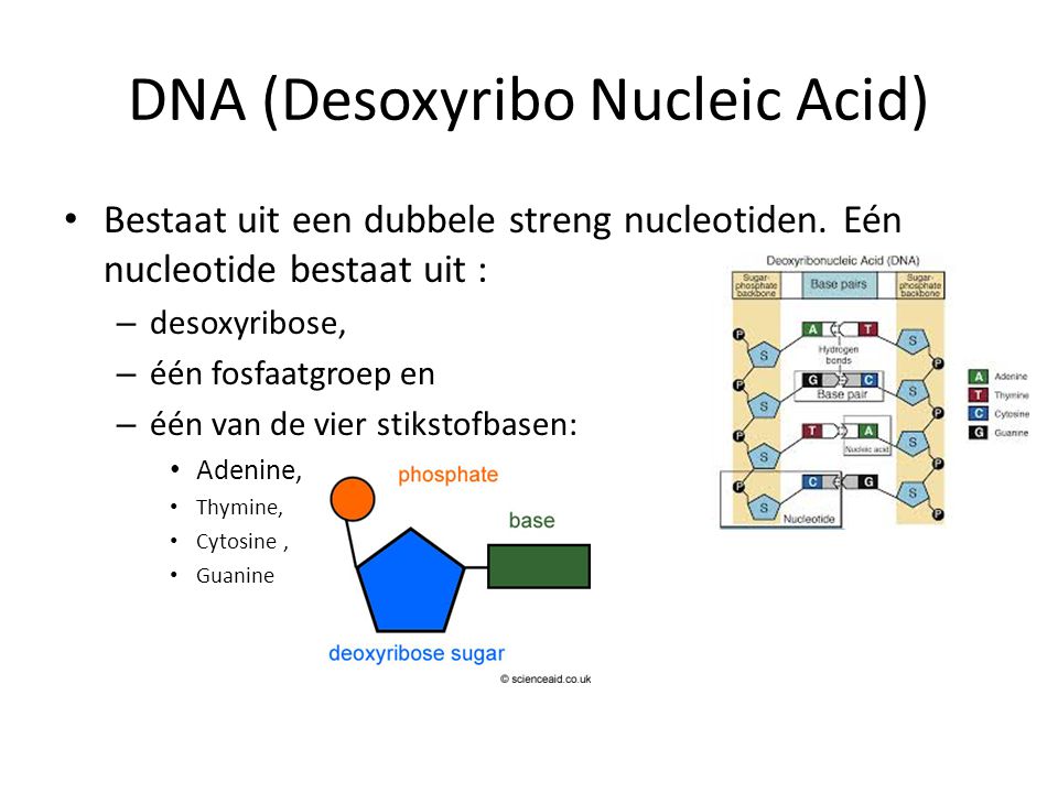 DNA (Desoxyribo Nucleic Acid)