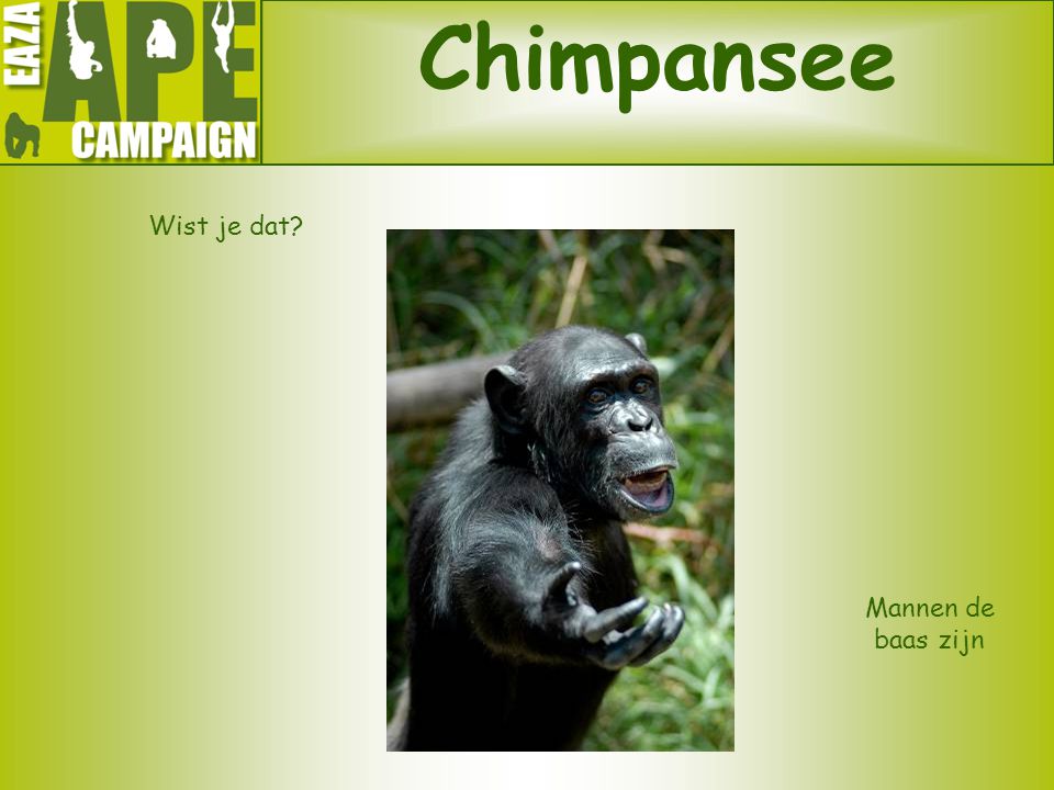 Chimpansee Wist je dat Mannen de baas zijn