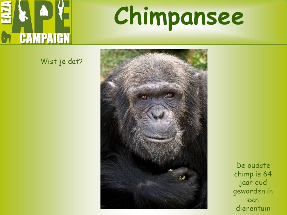 De oudste chimp is 64 jaar oud geworden in een dierentuin