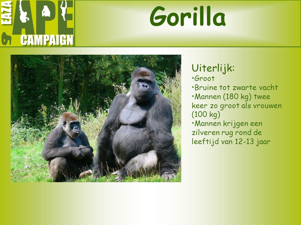 Gorilla Uiterlijk: Groot Bruine tot zwarte vacht