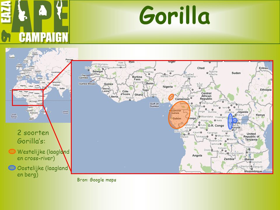 Gorilla 2 soorten Gorilla’s: Westelijke (laagland en cross-river)
