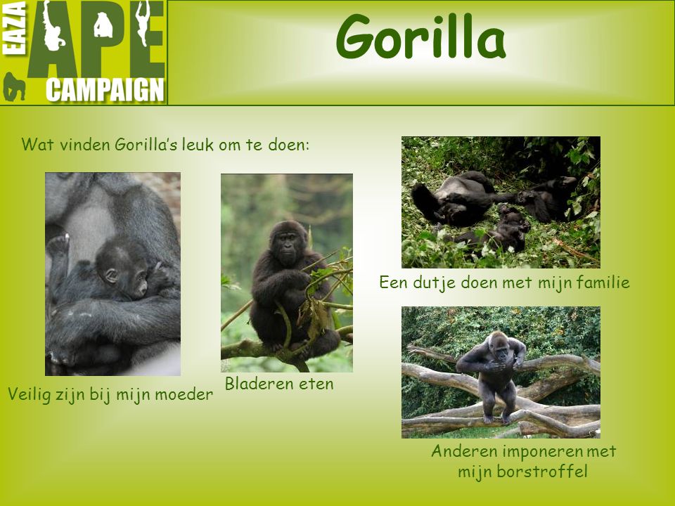Gorilla Wat vinden Gorilla’s leuk om te doen: