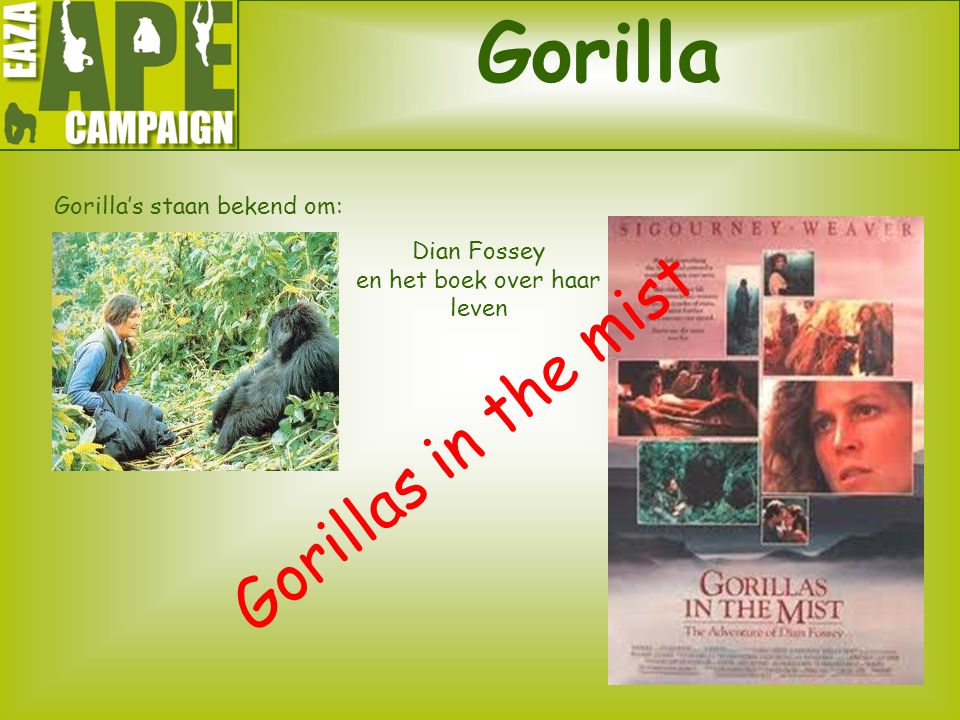 Gorilla Gorillas in the mist Gorilla’s staan bekend om: