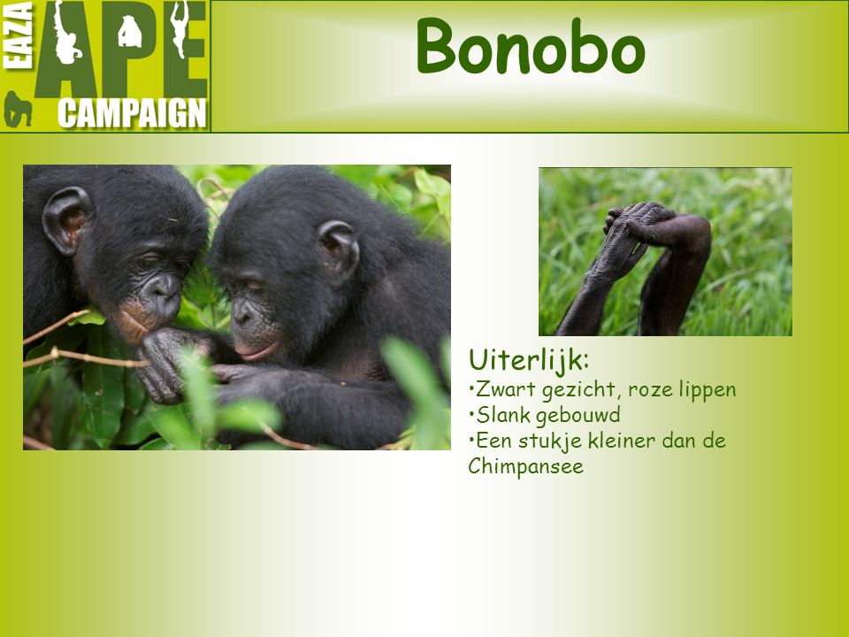 Bonobo Uiterlijk: Zwart gezicht, roze lippen Slank gebouwd
