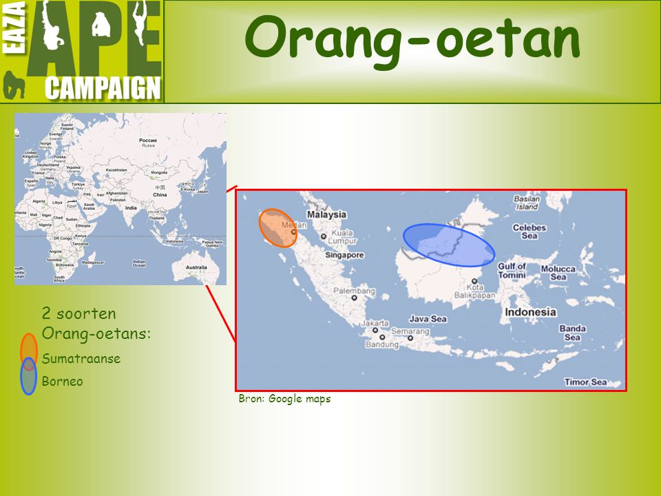 Orang-oetan 2 soorten Orang-oetans: Sumatraanse Borneo