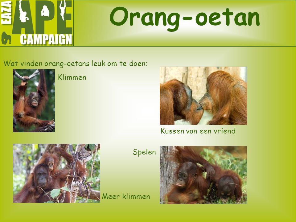 Wat vinden orang-oetans leuk om te doen: