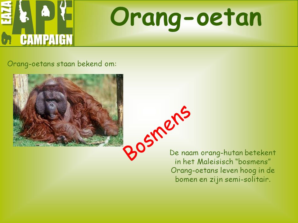 Orang-oetans staan bekend om: