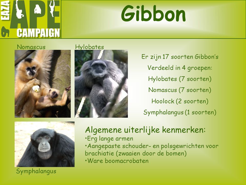Gibbon Algemene uiterlijke kenmerken: Nomascus Hylobates