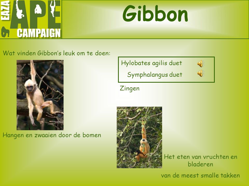Gibbon Wat vinden Gibbon’s leuk om te doen: Hylobates agilis duet