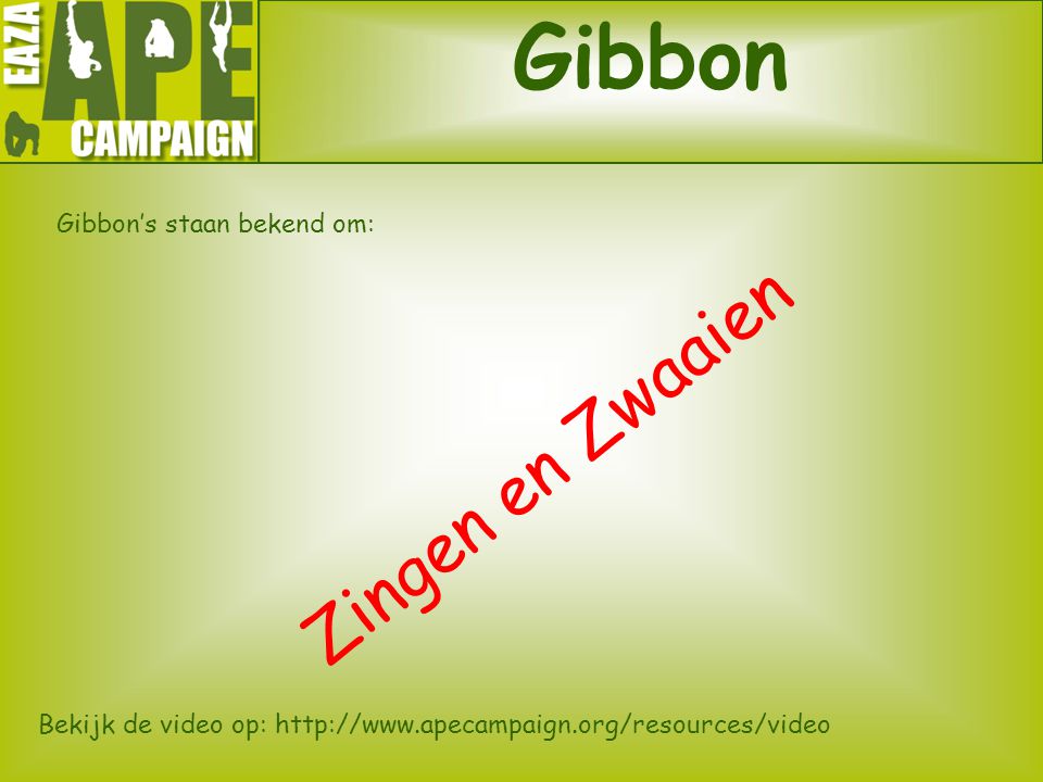 Gibbon Zingen en Zwaaien Gibbon’s staan bekend om: