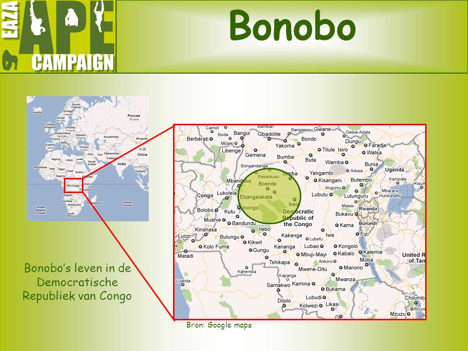 Bonobo’s leven in de Democratische Republiek van Congo