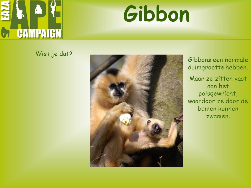 Gibbons een normale duimgrootte hebben.