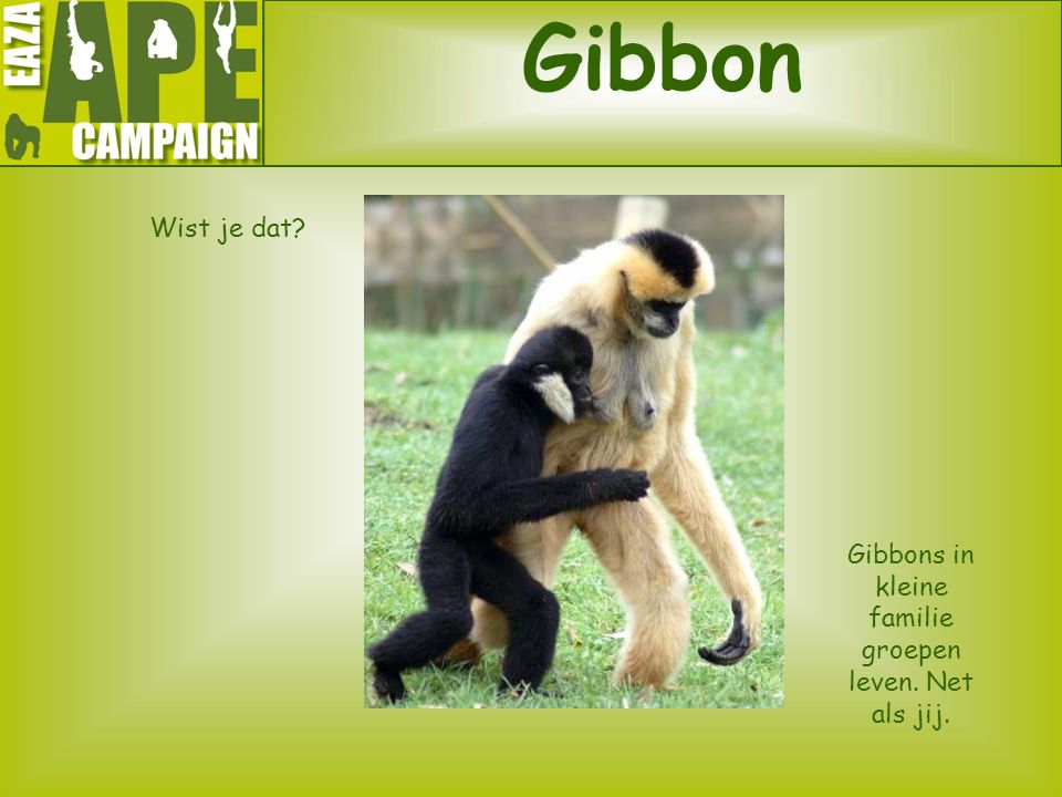 Gibbons in kleine familie groepen leven. Net als jij.
