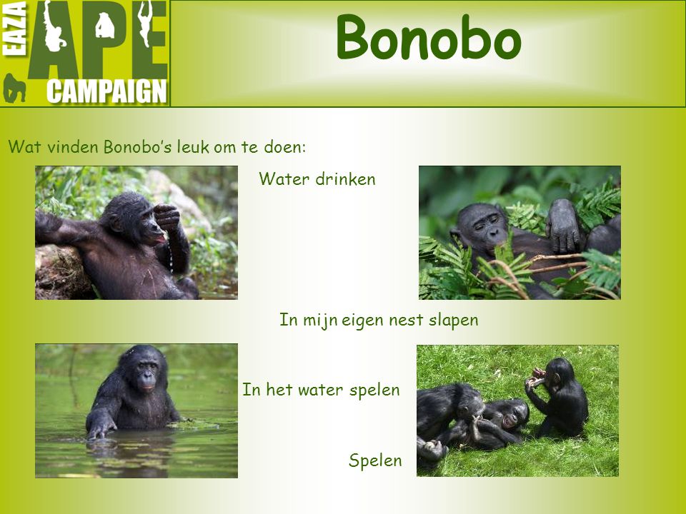 Bonobo Wat vinden Bonobo’s leuk om te doen: Water drinken