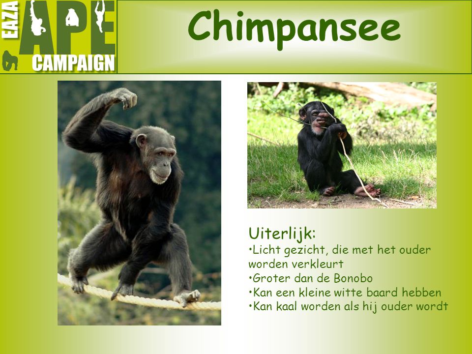 Chimpansee Uiterlijk: