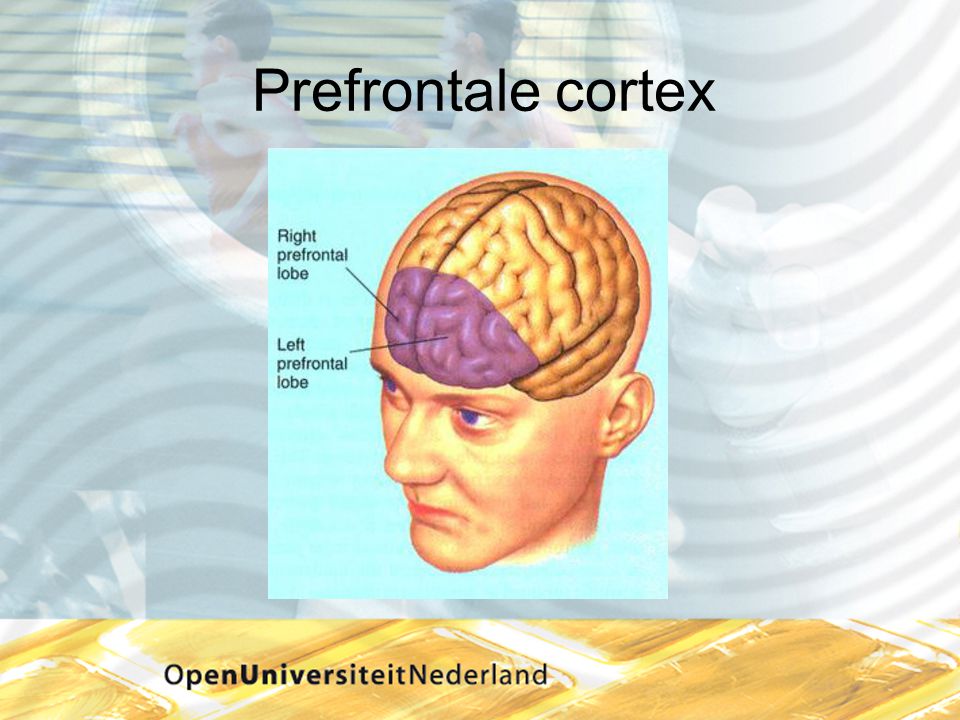 Prefrontale cortex Kofschip; meneer van dale wacht op antwoord