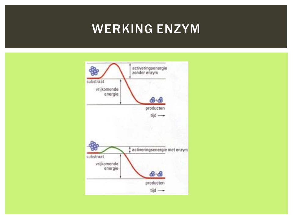 Werking Enzym