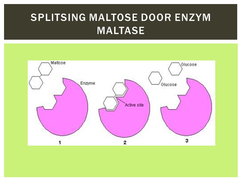 Splitsing maltose door enzym maltase