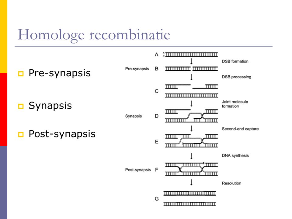 Homologe recombinatie