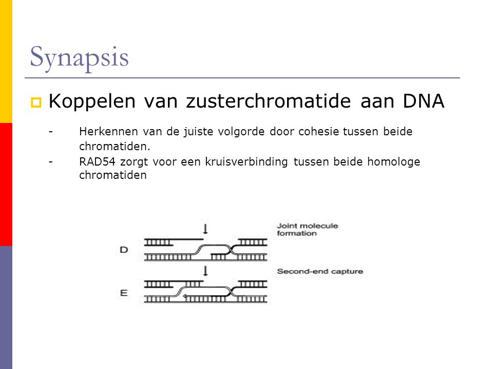 Synapsis Koppelen van zusterchromatide aan DNA