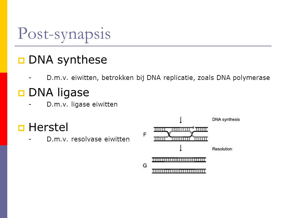 Post-synapsis DNA synthese