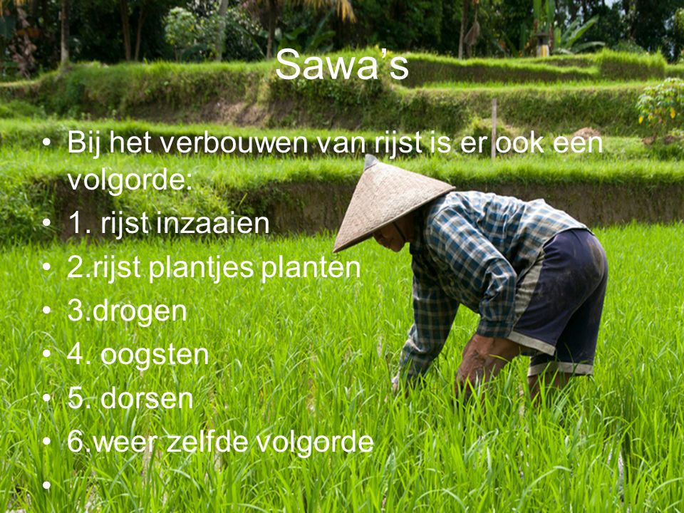 Sawa’s Bij het verbouwen van rijst is er ook een volgorde: