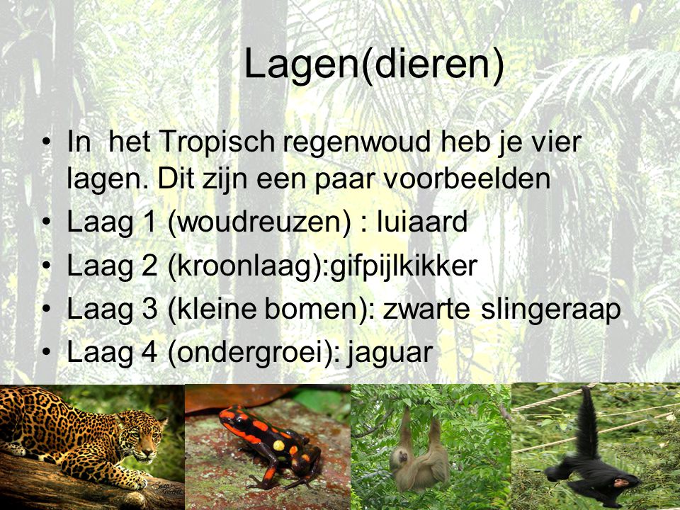 Lagen(dieren) In het Tropisch regenwoud heb je vier lagen. Dit zijn een paar voorbeelden. Laag 1 (woudreuzen) : luiaard.
