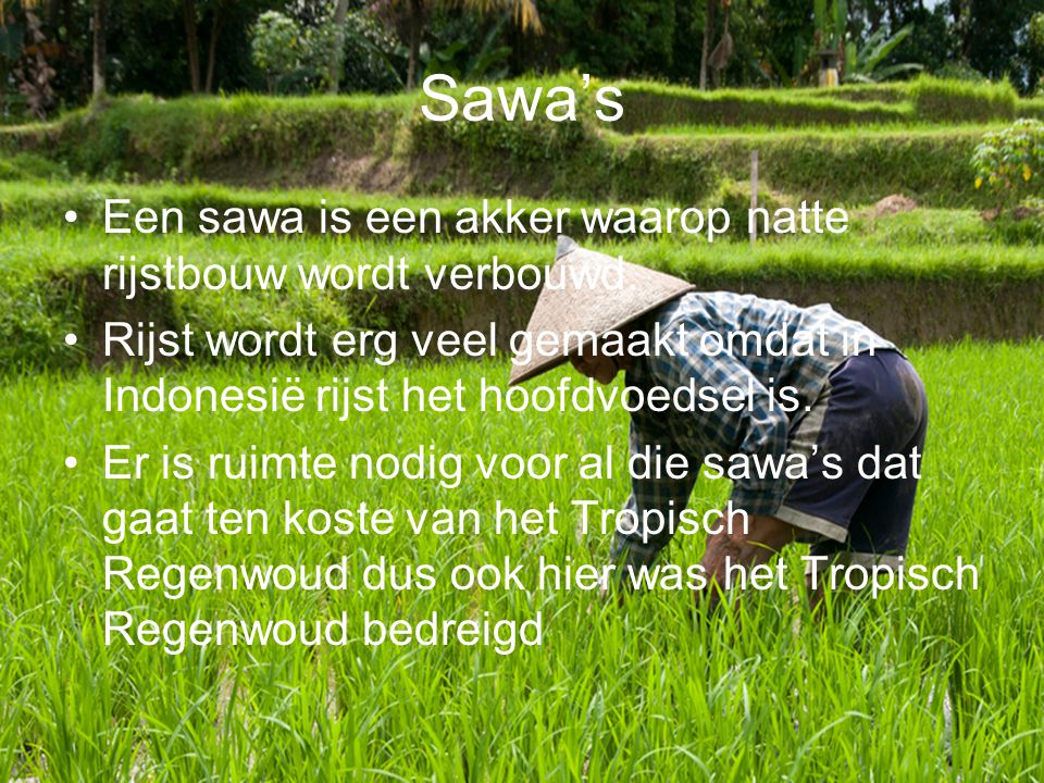 Sawa’s Een sawa is een akker waarop natte rijstbouw wordt verbouwd.