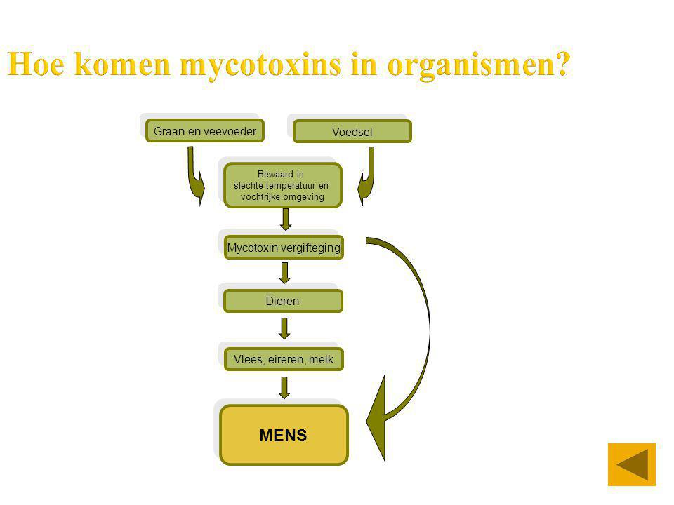 Hoe komen mycotoxins in organismen