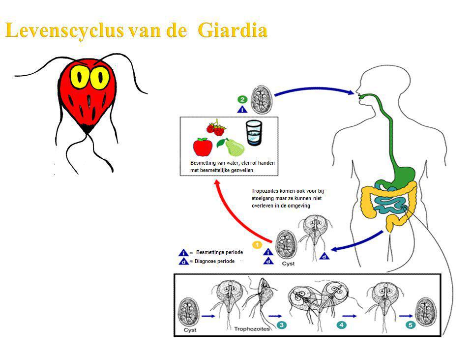 Levenscyclus van de Giardia