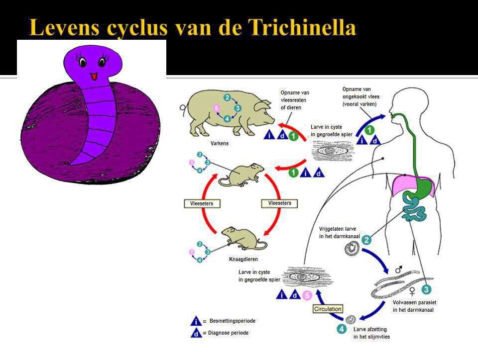 Levens cyclus van de Trichinella