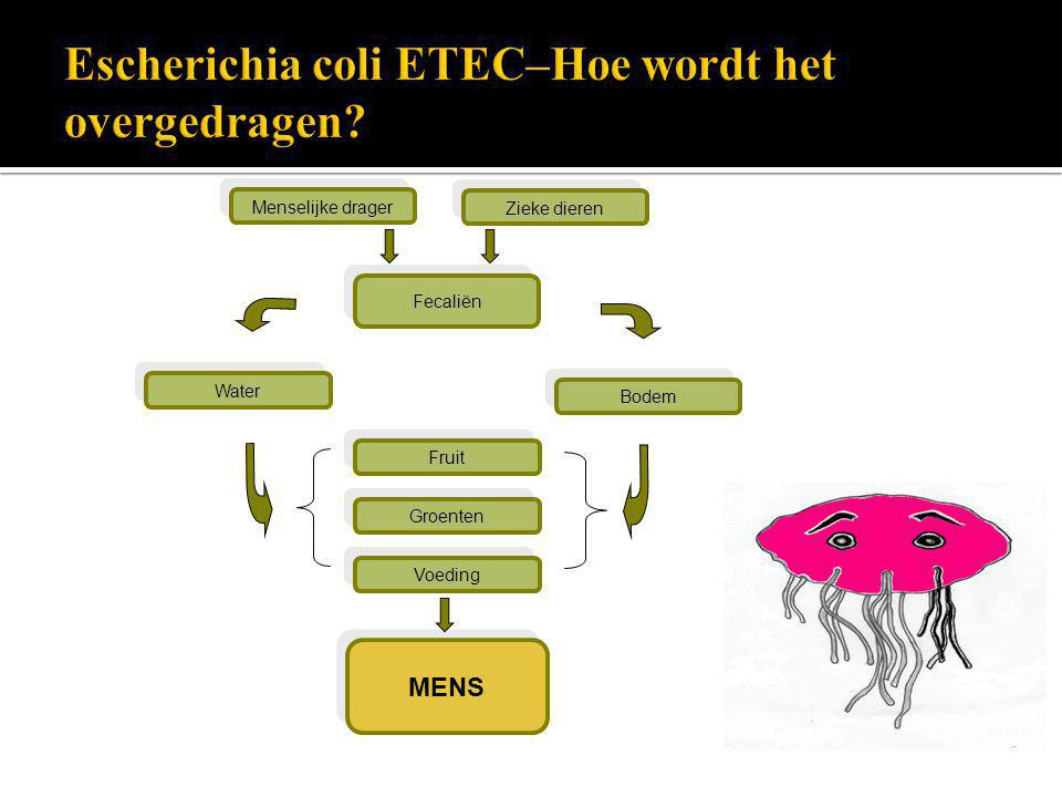 Escherichia coli ETEC–Hoe wordt het overgedragen