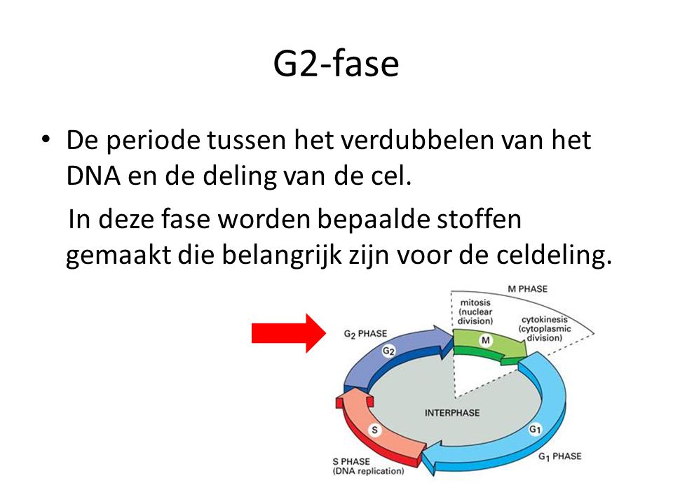 G2-fase De periode tussen het verdubbelen van het DNA en de deling van de cel.