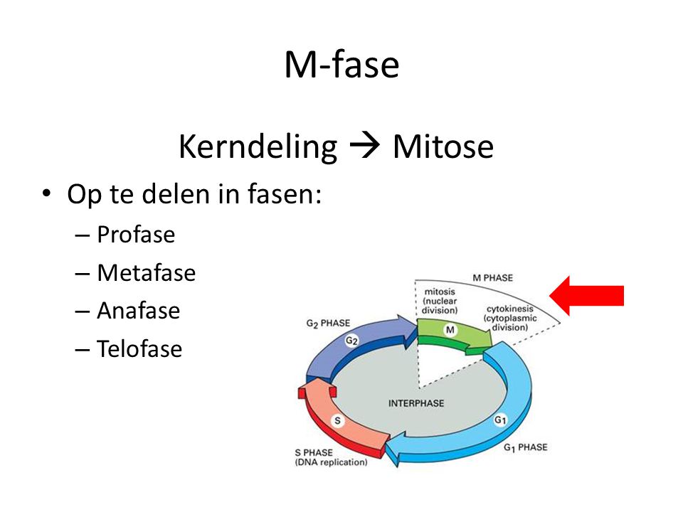 M-fase Kerndeling  Mitose Op te delen in fasen: Profase Metafase